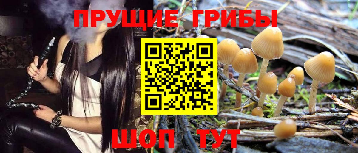 Галлюциногенные грибы прущие грибы  Шебекино 
